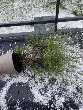 Toča je poškodovala poljščine in vrtnine